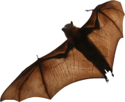 realistic bat png 11