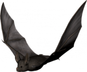 bats png img 2