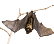 realistic bat png 14